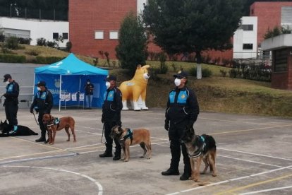 Todos los canes que fueron dados de baja tienen entrenamiento básico.