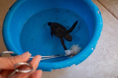 La tortuga marina llegó a Quito como recuerdo de un viaje.