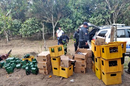 Las cervezas que la policía decomisó.