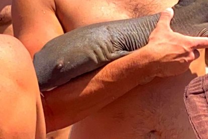 Una escena del tiburón nodriza mordiendo el antebrazo del joven bañista.