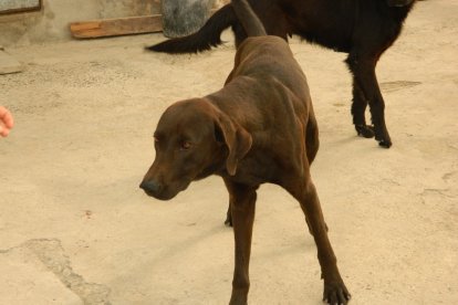 El dueño del perro salvador dice que su mascota es mansa y casi no ladra. Esa noche se transformó.