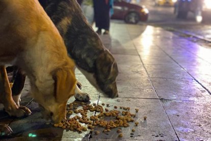 Los animales se entusiasman al ver la comida que lleva la brigada.