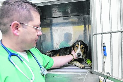 Los cuidados que le brindan los veterinarios hacen que Coraje salga de su cuadro crítico. Se busca a la persona responsable.


01 DE SEPTIEMBRE  DEL 2020

. Angelo Chamba. (ag-extra ag-expreso ag-quito)
