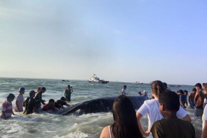Comuneros lograron que el animal se retire de la playa de la isla.
