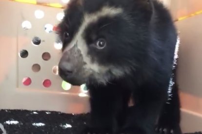 El animalito permanece en un centro de rescate de la Fundación Cóndor Andino Ecuador.