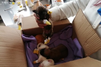 Uno de los cachorros tenía una herida en la cabeza.