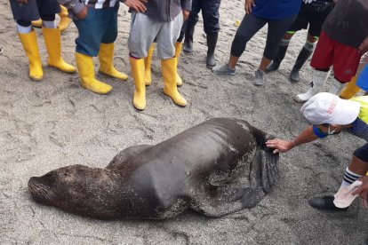 El animal llegó sorpresivamente a las playas de Santa Rosa.