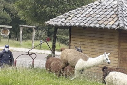Las llamas se han acostumbrado a interactuar con humanos.
