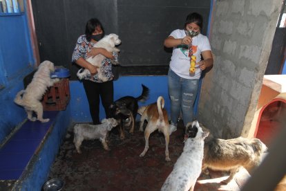 En la casa que rentan, Karina Murillo tienen un hogar de acogida donde habitan 20 perros y 43 gatos rescatados.