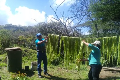 La elaboración de la cabuya incluye un  secado natural. Se la obtiene de una planta.