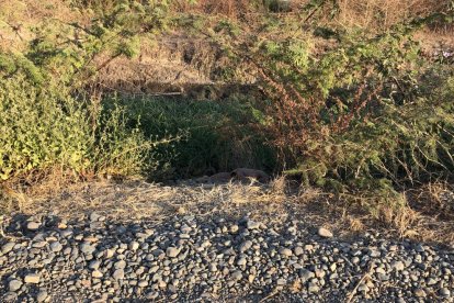 El cuerpo de la colombiana Katherine Jiménez Parra fue hallado junto a un canal de agua, en un sector desolado de Durán.