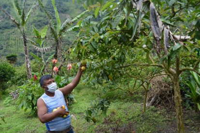 Luis Flores aprovecha el fruto para elaborar dulces, membrillos, melcochas y más golosinas.
