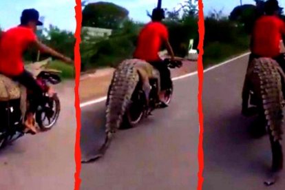 Escenas del video viral sobre el cocodrilo.