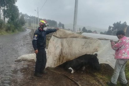 El caballo fue liberado por los bomberos.