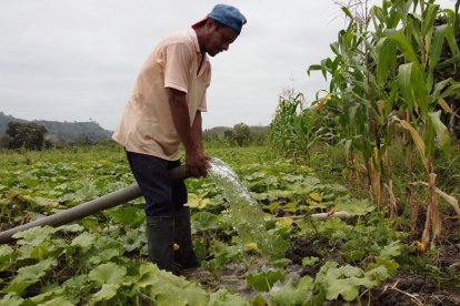 Campesinos del cantón manabita de Olmedo riegan sus plantaciones con un nuevo sistema.