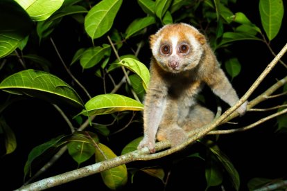 Loris perezoso de Sonda (Nycticebus coucang).