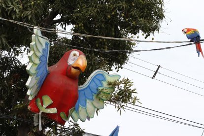 Desde el cableado de energía eléctrica, el guacamayo observa su réplica.