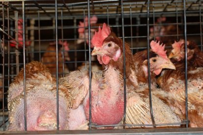 Las gallinas son las más maltratadas en la industria avícola.