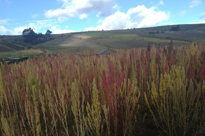 Su cultivo en Chimborazo es desarrollado por 1.200 pequeños productores.