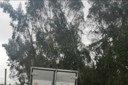 César Rojano Viñán, de 38 años, fue hallado colgado de un árbol.