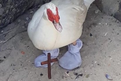 El animal fue rescatado por autoridades brasileñas.