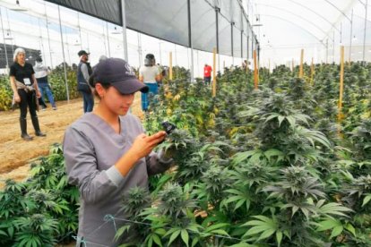 No se dará licencias a personas con antecedentes penales.