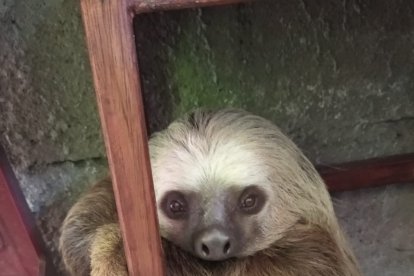 El animalito no presentaba huellas de maltrato. Los uniformados explicaron a sus cuidadores que era ilegal tenerlo.