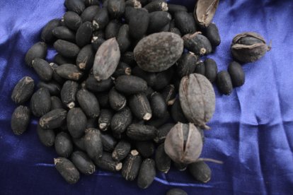 La planta hasta ahora servía como cerca viva para delimitar terrenos. Ahora es parte de una actividad económica.