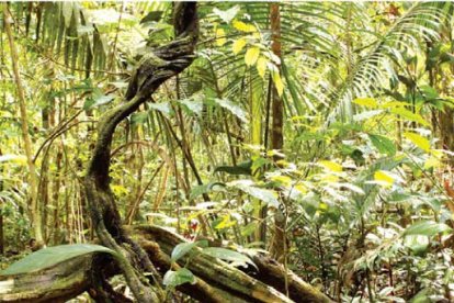El área protegida donde talaban árboles está ubicada entre el norte de Manabí y el sur de Esmeraldas.