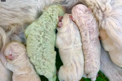 Pistachio nació con su pelaje de color verde.