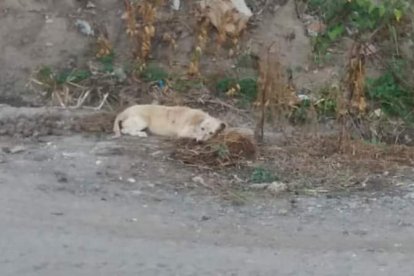 En el cantón lojano han reportado varios casos de ataques a mascotas.