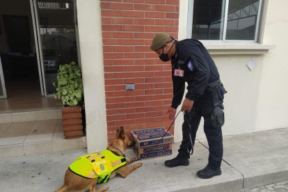 El pastor alemán antonarcóticos fue uno de los héroes de la jornada.