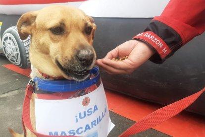 El can lleva carteles con mensajes de bioseguridad.