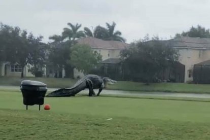 Nadie detuvo al caimán, que se dirigía al lago pese al ciclón que perturbó a Florida.