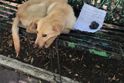 Los rescatistas que tomaron el caso de Max informaron que es un cachorro.