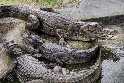 Lagartos, parte de la fauna silvestre del humedal La Segua.