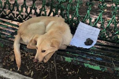 Luego del rescate el can será puesto en adopción.