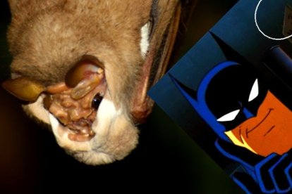Imagen de la investigación científica que muestra al murciélago "enmascarado". A Batman lo agregamos nosotros.