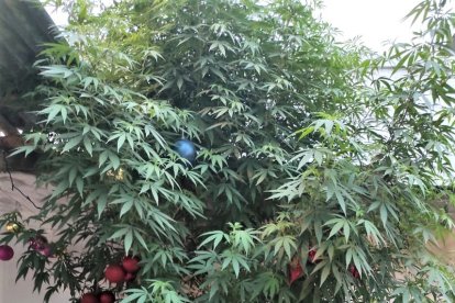 La planta de marihuana era el árbol de Navidad de una vivienda en Santa Rosa, provincia de El Oro.