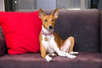 Los basenji estarían relacionados con el Dios egipcio, Anubis.
