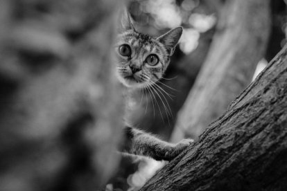 Los gatos acostumbran a trepar a los árboles y luego para rescatarlos hay que llamar a los especialistas.