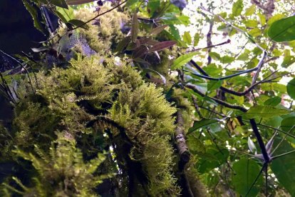 El musgo es parte del ecosistema y por eso las autoridades buscan preservarlo en su hábitat