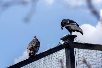 El cóndor visitó el zoo de Quito. Allí vivió por un tiempo.