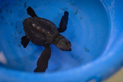 Muchas son sacadas del país de una manera bastante cruel.