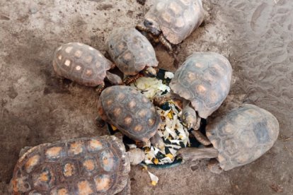 Las tortugas y boas fueron llevadas desde el Coca hacia su hábitat natural.