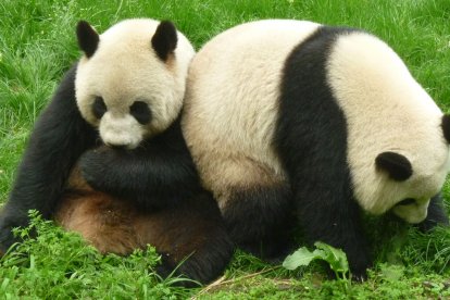 Estos osos son objeto de constante investigación por parte de los científicos. Cada vez dan más sorpresas