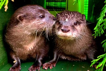 Harris y Pumpkin, una historia de amor que "nació" en internet.