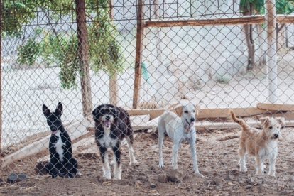 Muchos de los perros son rescatados en condiciones deplorables.
