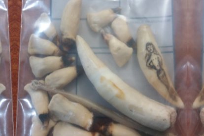 Los dientes de delfín y otras especies, que fueron incautados a un hombre en Orellana.