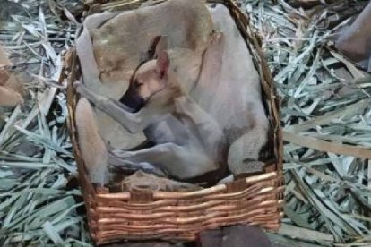 La foto del animal se volvió popular entre los internautas. Ocurrió en Inhuma, Brasil.